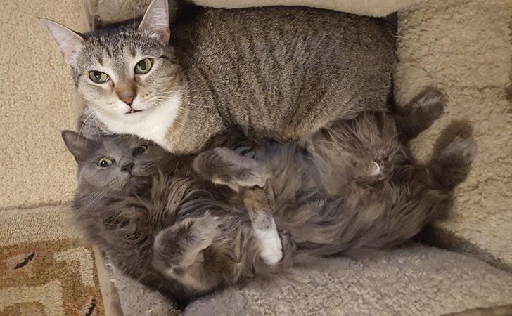 Attorney Marc Garza's rescued cats Keeva and Jolee